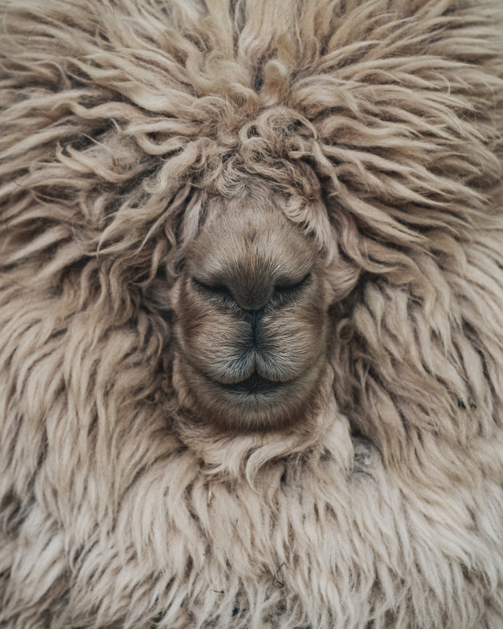 Merino Performance